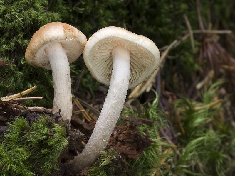 Pholiota subochracea